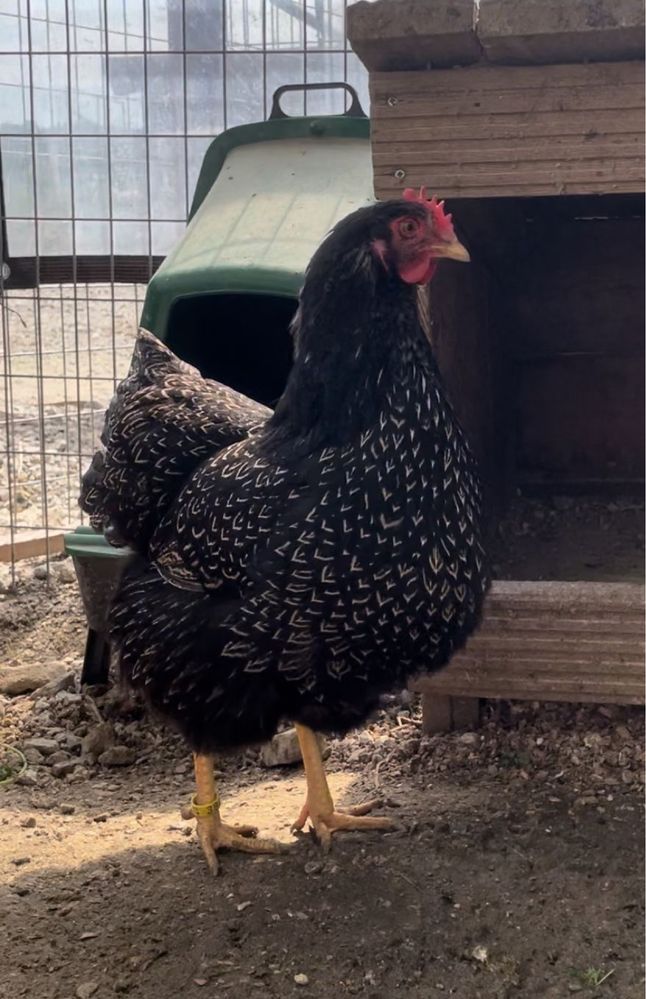 Ovos de Galinhas Barnevelder silver double laced