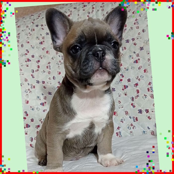 Оце так красунчики