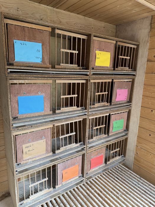 Cele legowe dla golebi pocztowych