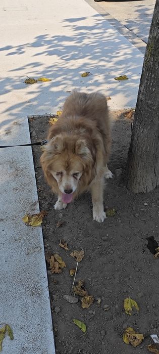 Doação de cão idoso de 16 anos.