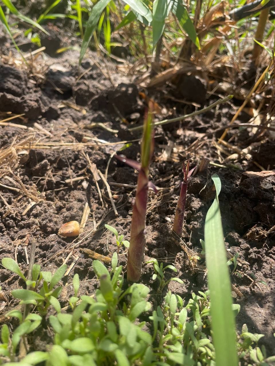 Зимостойкий золотий бамбук Phyllostachys aureosulcata 'Aureocaulis'