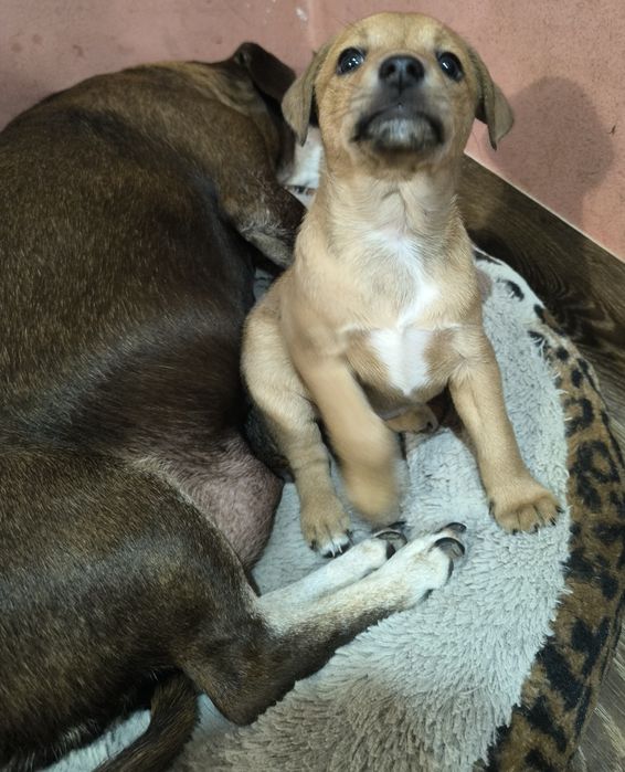 Гарненька собачка безкоштовно