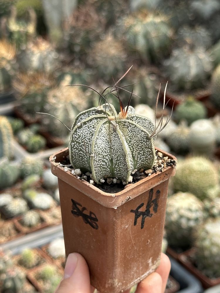 Кактус Астрофітум Astrophytum capricorne
