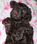 Іспанська Водяна Собака Spanish Water Dog