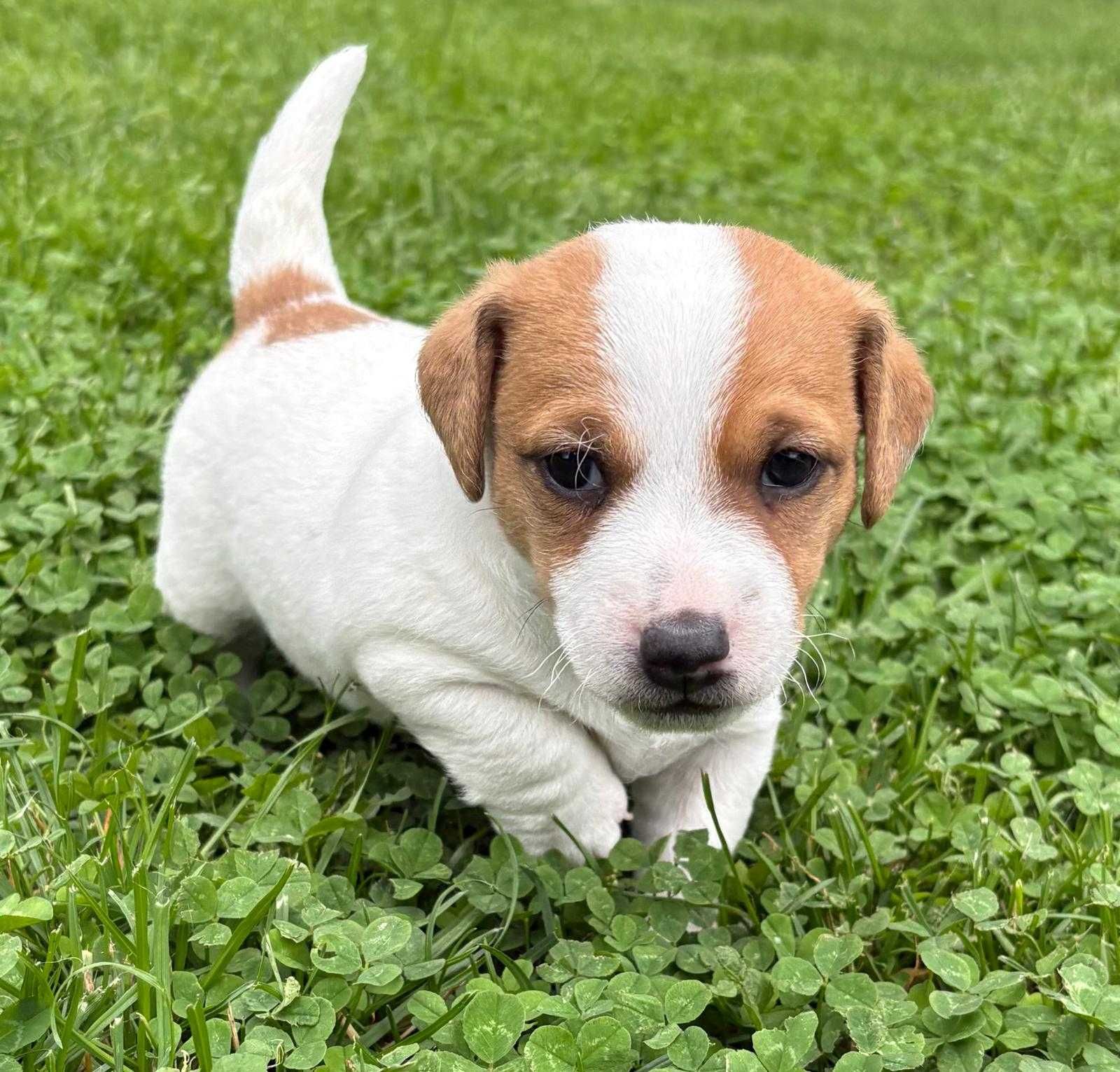 Piesek Jack Russell Terrier/ Magic Jack