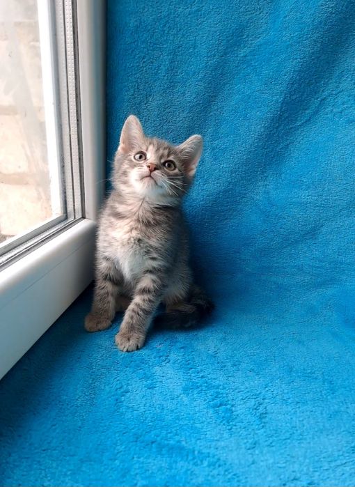 Миленький шотландский мальчик