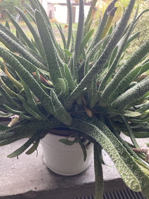 Kwiaty doniczkowe kliwia i grubosz