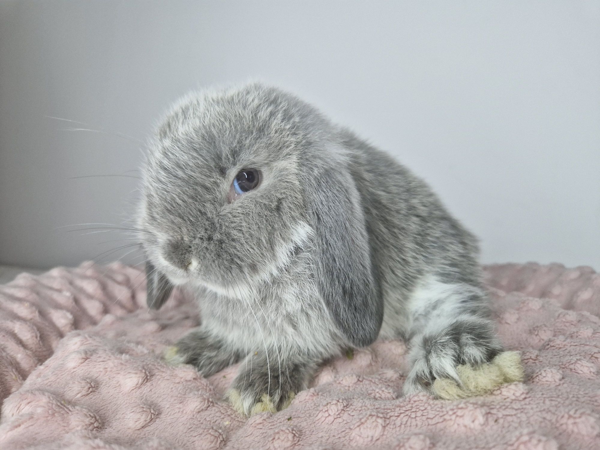 Piękny króliczek, prawdziwy Mini lop, , legalna Hodowla