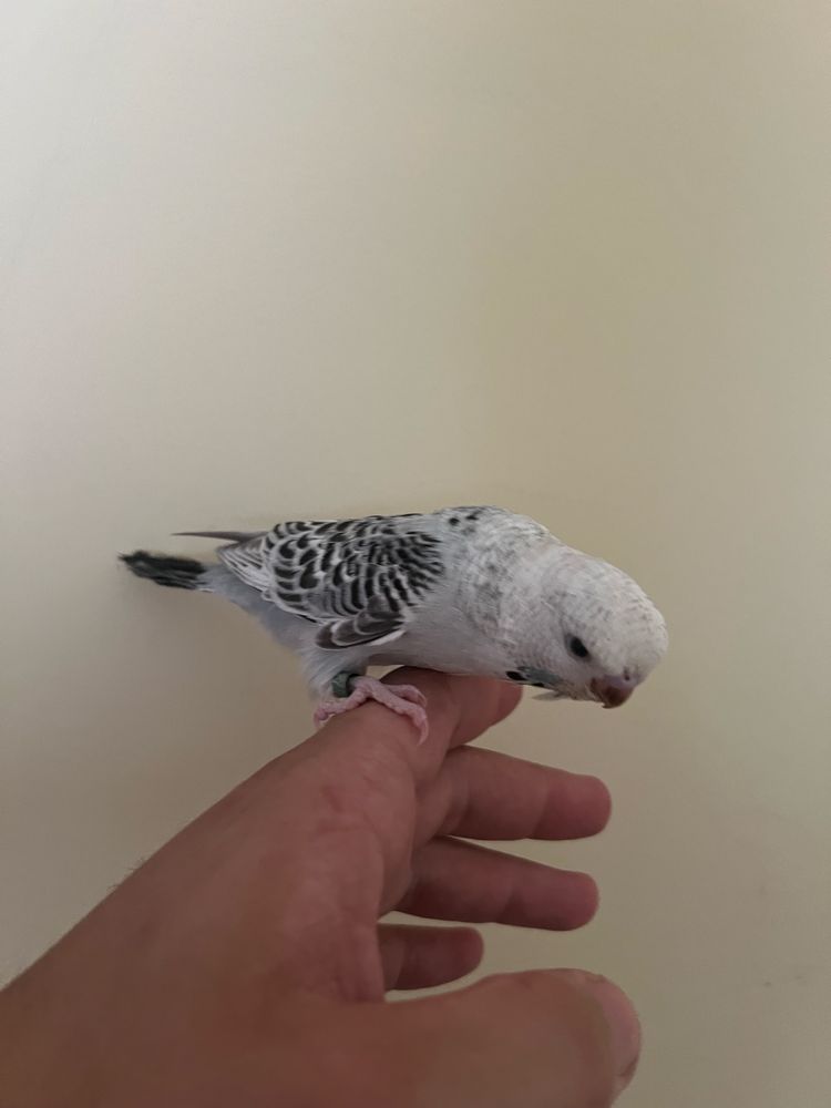Periquito ingles domesticado