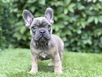Buldog francuski