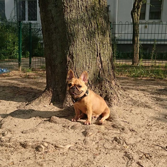 Buldog Francuski FCI  ZKwP , Maluch gotowy do zmiany domu