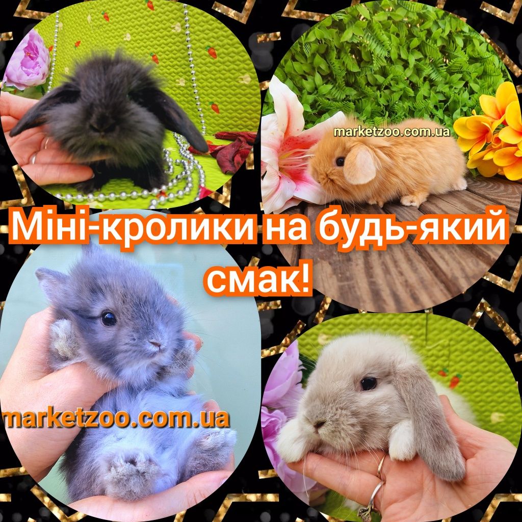 мини мiнi mini lop карликовые кролики вислоухий баранчик