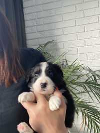 Border Collie Sunia Chanel