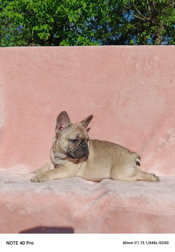 Buldog francuski