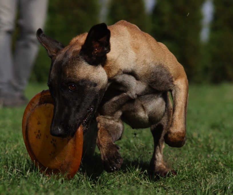 Owczarek Belgijski Malinois  - Wrocław