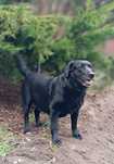 Sunia Kawa rasy Labrador szuka domku