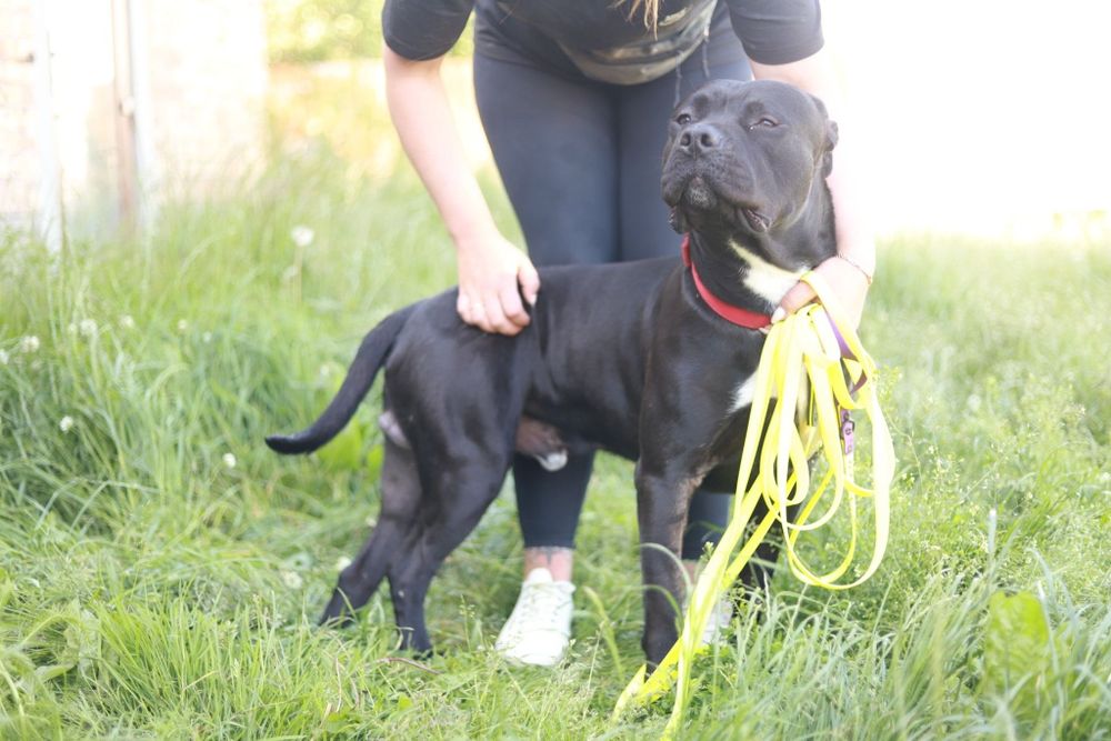 Maxim - prezencja, charakter i klasa sama w sobie :-)