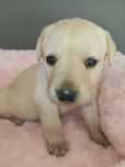 Labrador Retriever - biszkoptowe, rodzinno-domowe