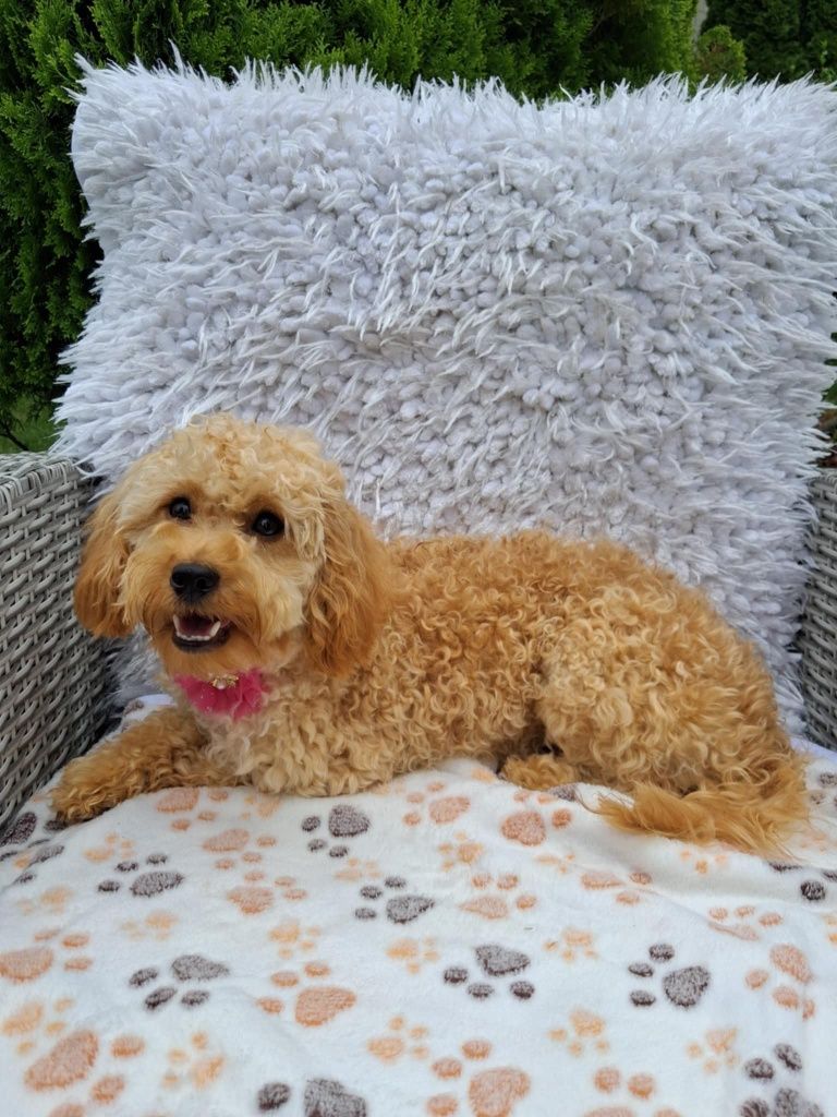 Piękna Suczka Cavapoo