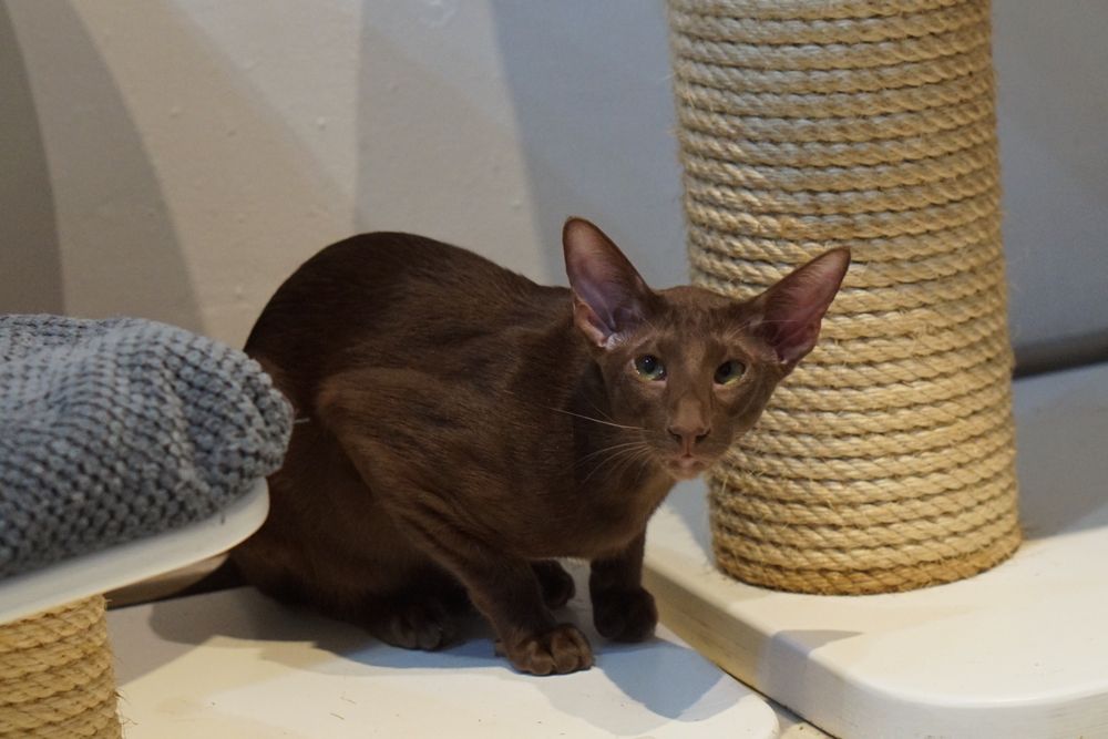 Kocurek orientalny gotowy do zmiany domku prawdziwy rodowód WCF