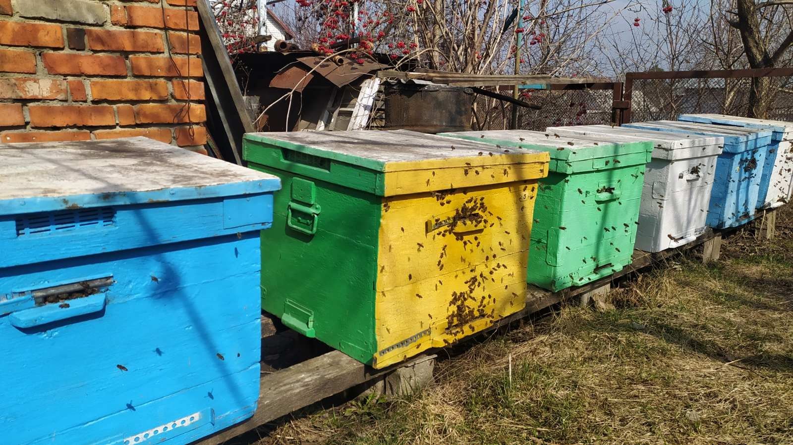 Продам пчел, пчелосемьи ,бджолосім'ї Харьков