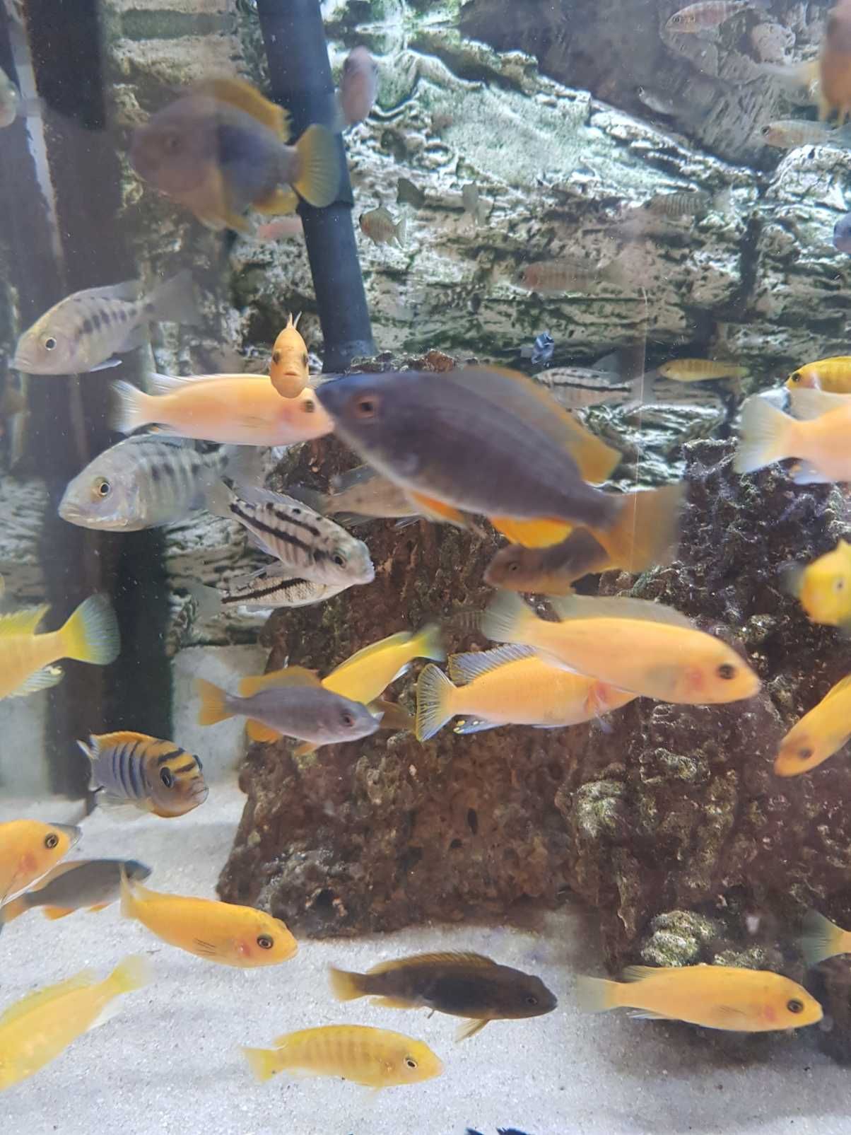 Pyszczak Borleya, pyszczaki Copadichromis borleyi, stado