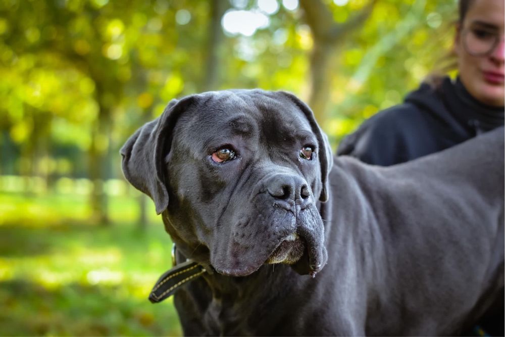 Piękny młody pies w typie cane corso do świadomej adopcji