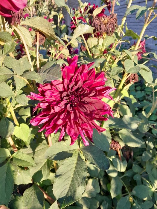 Продам клубні жоржини,  георгину