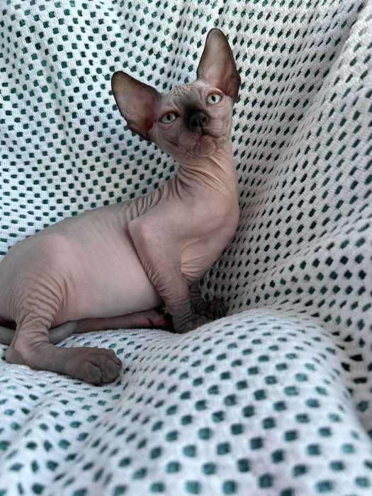 Харлі та Хілтон Дорослі хлопчики породи Канадський сфінкс