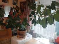 Продам цветок фикус