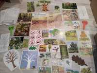Las, drzewa, ekologia  zestaw pomocy dydaktycznych
