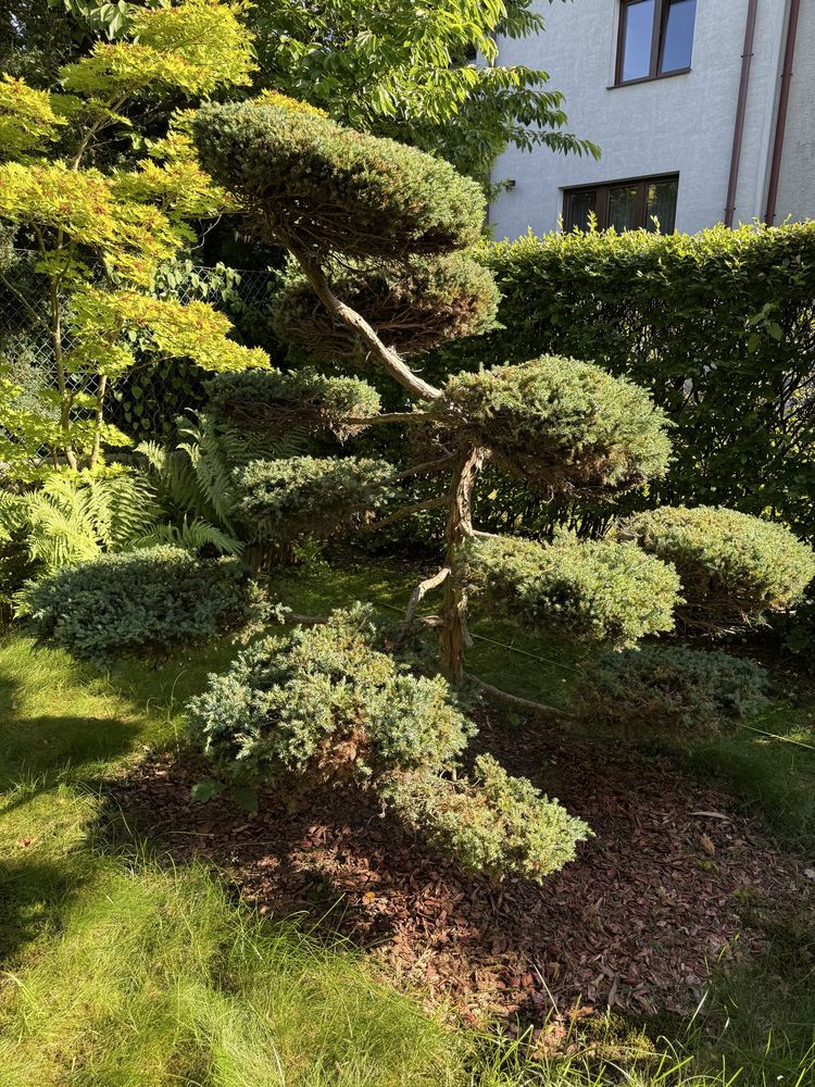 Drzewko formowane Bonsai