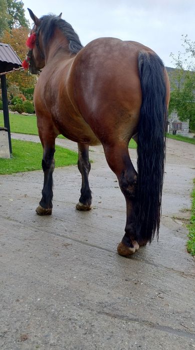 Koń trzy lata Walach