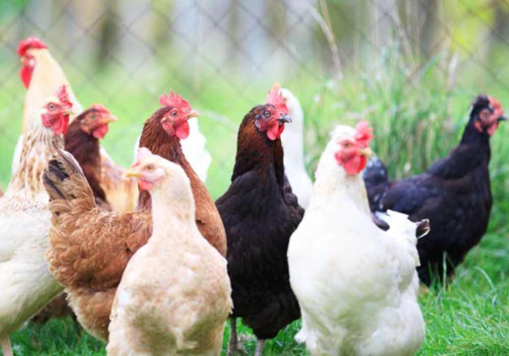 Młode kury nioski rasy ROSA - DARMOWY transport