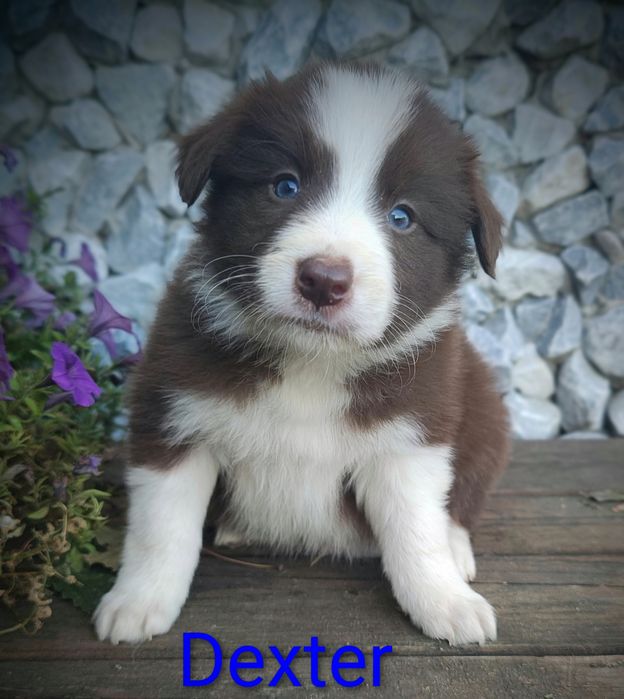 Border collie piesek czekoladowo biały przebadani rodzice