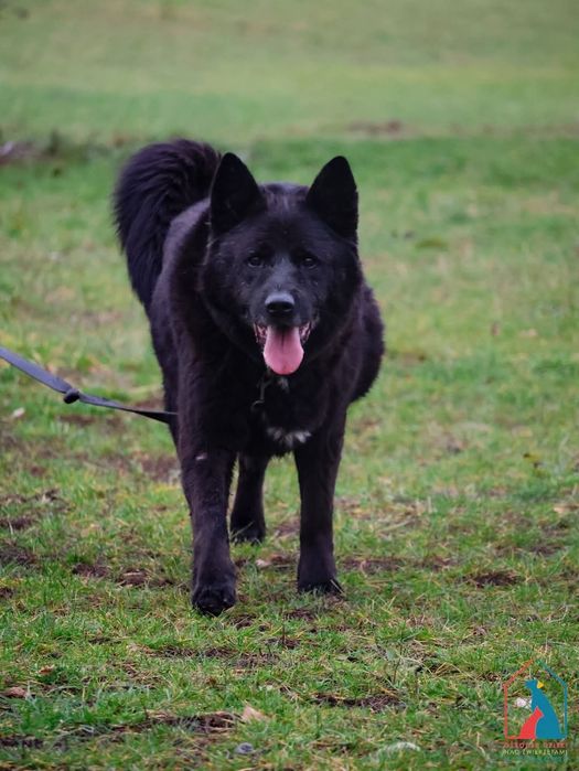 Mogran 380/18 - SZUKA DOMU!