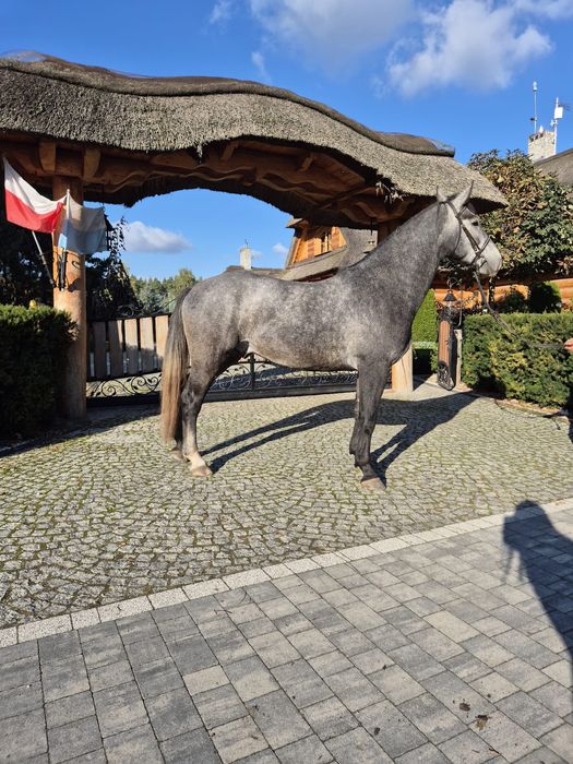 Wałach Śląski siodło rekreacja