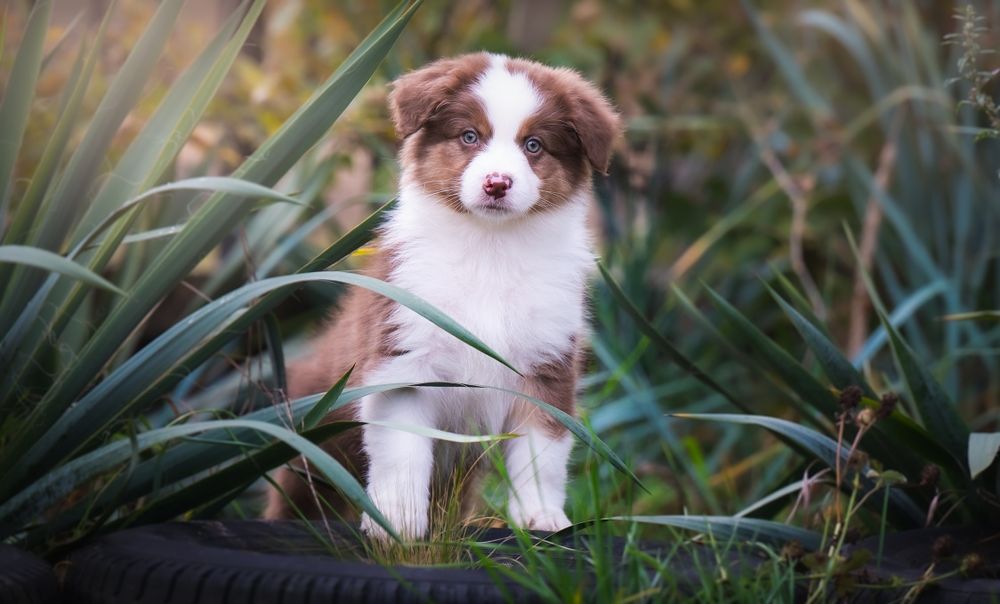 Owczarek australijski (typ amerykański) - Piesek Red Tricolor