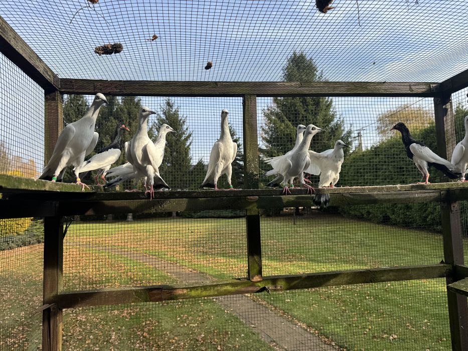 Srebrniaki i sroki łowickie