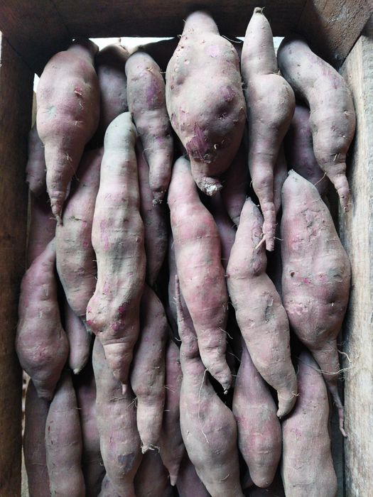 Batata doce nacional 2025