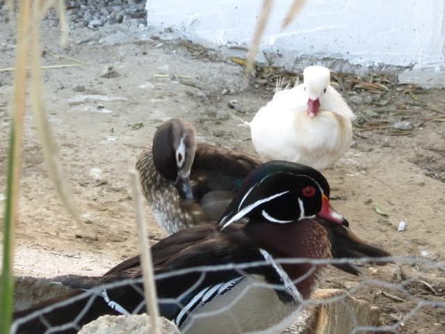 Patos Mandarim  e Carolino