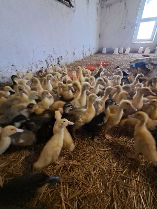 Kury kaczki gesi perliczki