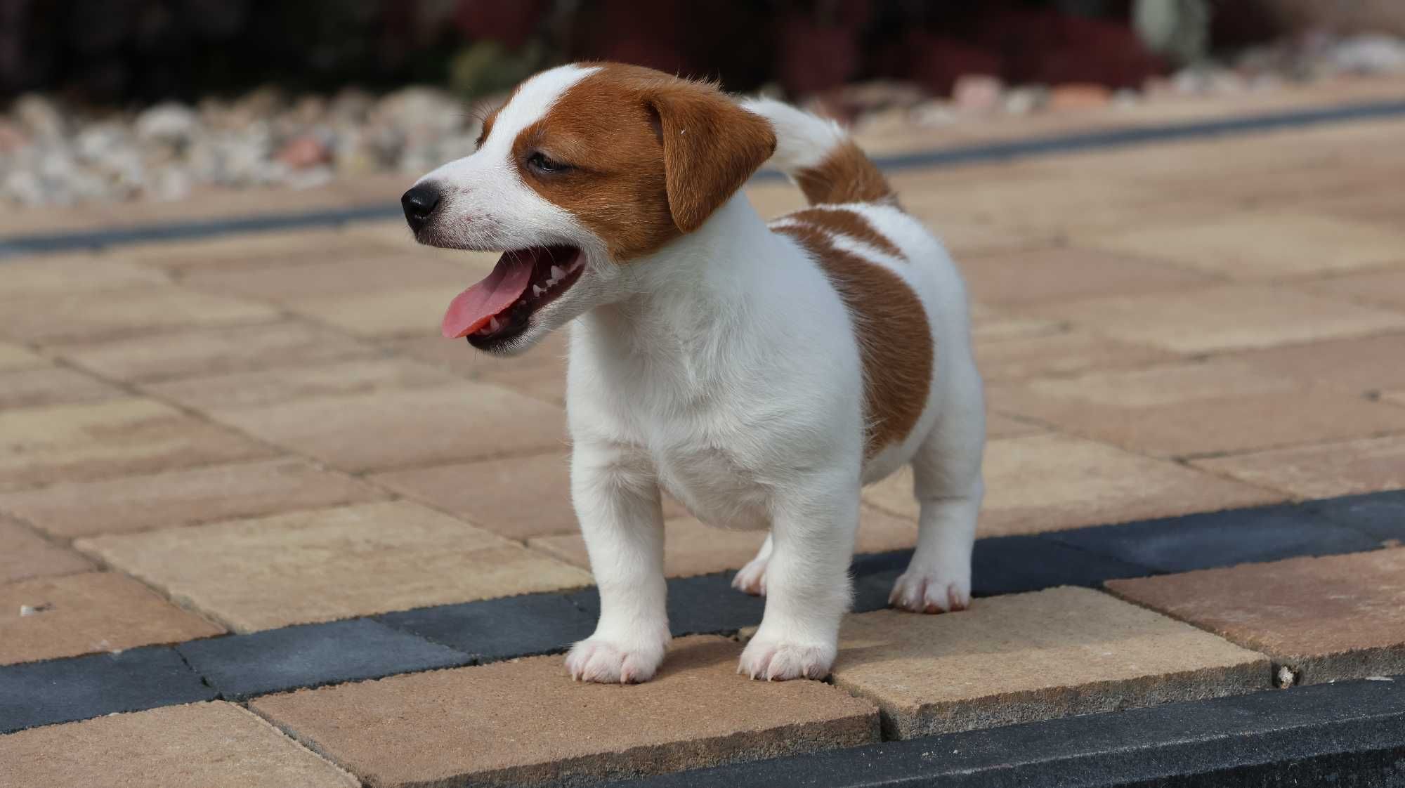 Już są!!- Jack Russell Terrier z hodowli"BREFIO"/badania genetyczne