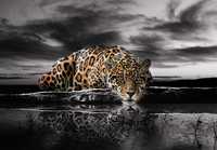 Fototapeta Gepard Zwierzęta Natura Sztuka 3D Na Twój Rozmiar + KLEJ