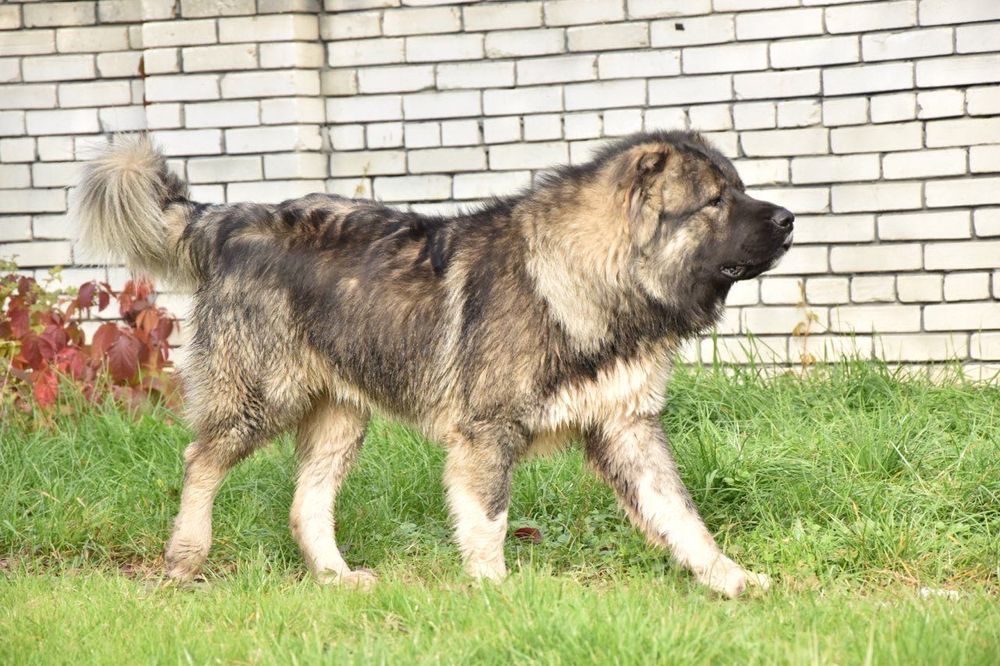 Цуценя кавказька вівчарка.