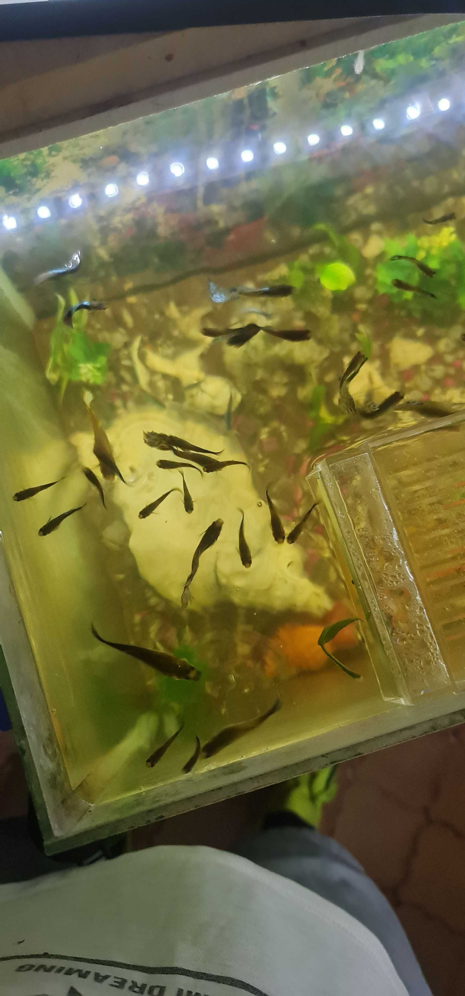 Guppys, machos e fêmeas