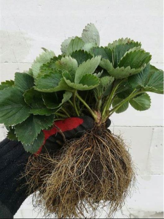 Sadzonki / flance truskawek zdrowe ukorzenione !