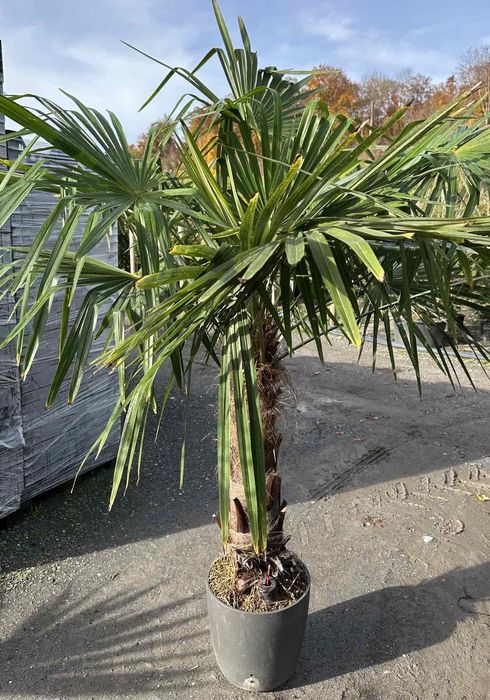 Пальма трахікарпус