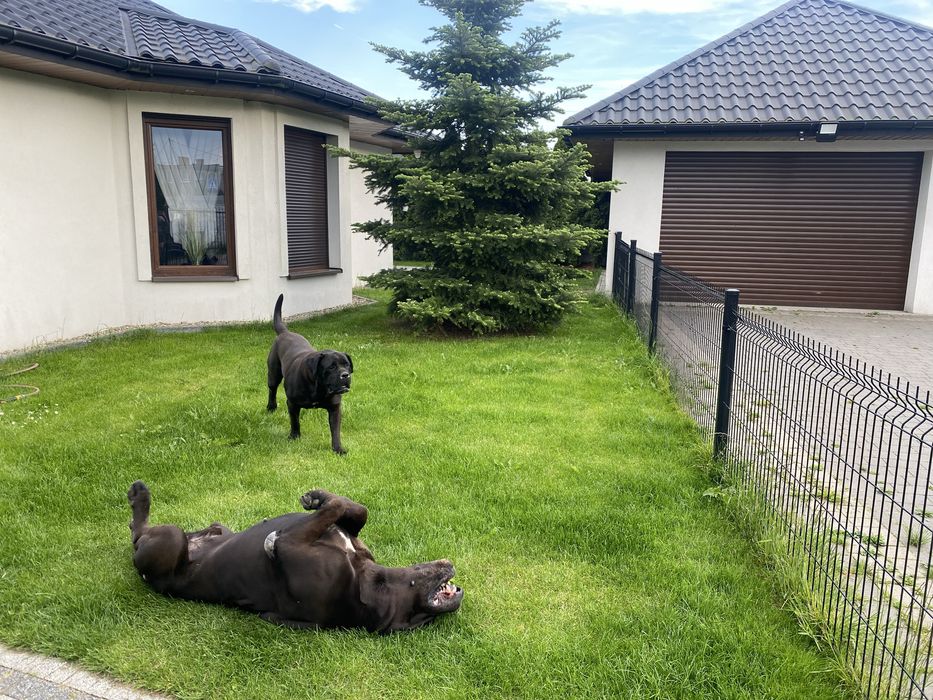 Hotel dla psów i kotów,całodobowa opieka nad Waszymi czworonogami.