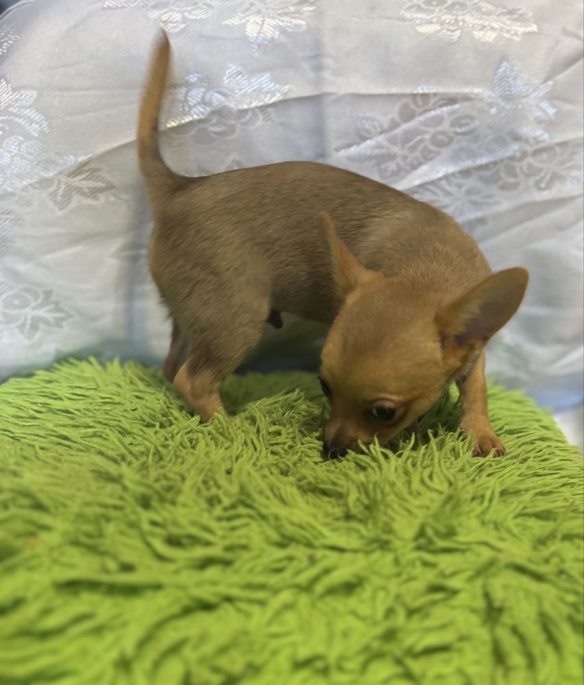 Chihuahua piesek